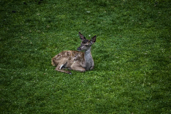 Een Prachtig Hert Rustend Een Groene Weide — Stockfoto