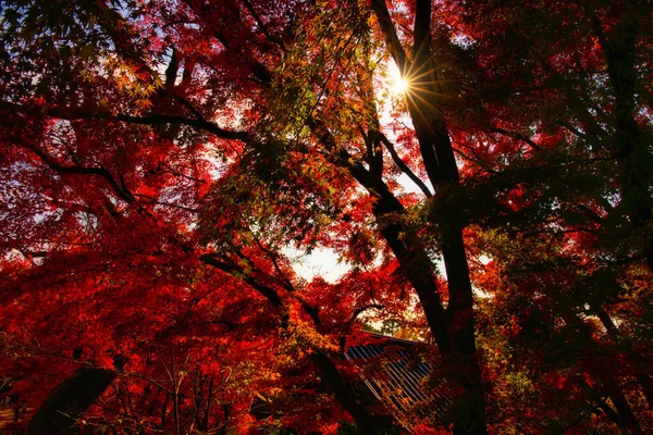 Una Impresionante Foto Bosque Lleno Hojas Colores Otoño Corea — Foto de Stock