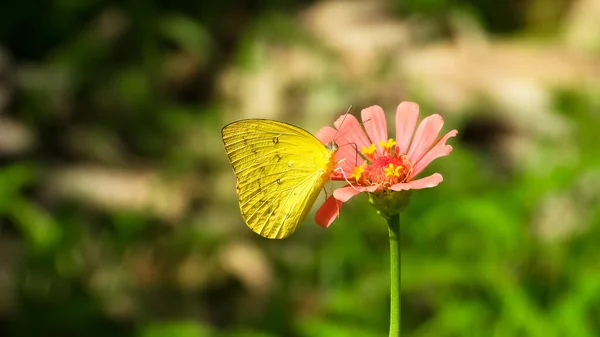 Plan Rapproché Papillon Colias Erate Sur Une Fleur Épingle Fleurs — Photo