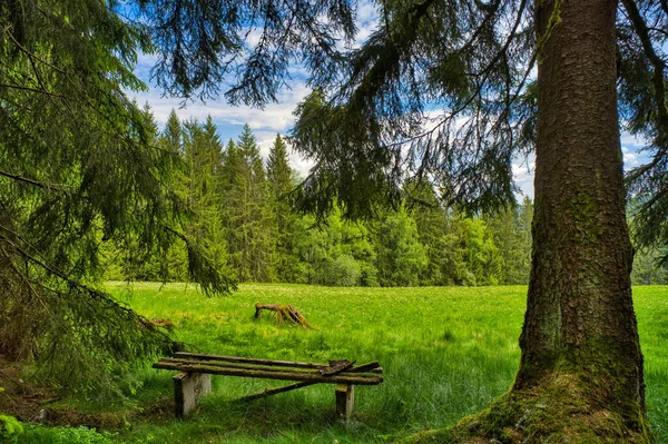 Zöld Erdő Egy Pad Sűrű Lucfenyő Alatt Felhős — Stock Fotó