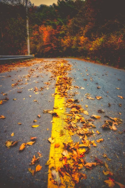 Plan Vertical Une Route Couverte Feuilles Automne Colorées Entourée Une — Photo