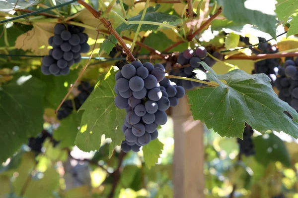 Primer Plano Uvas Vino Maduras Cultivando Vides — Foto de Stock