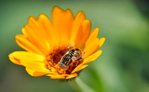 Detailní Záběr Hmyzu Žlutý Květ — Stock fotografie