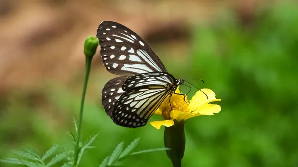 Красивая Темно Синяя Тигровая Бабочка Цветущем Цветке — стоковое фото