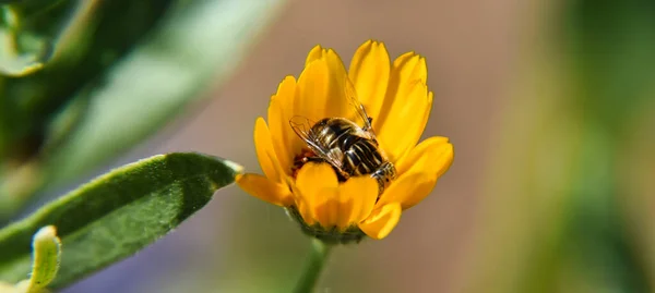 Egy Bogár Közelsége Egy Sárga Virágon — Stock Fotó