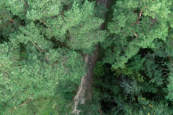 緑豊かな森の中のトレイルの鳥の目のビュー — ストック写真