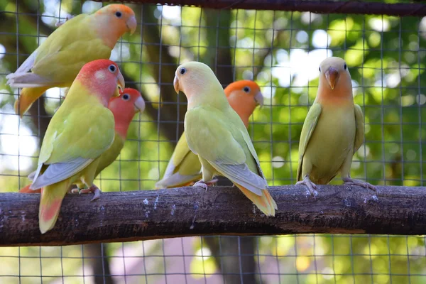 Вибірковий Фокус Знімок Клітки Повний Різнокольорових Папуг Сидять Гілці — стокове фото