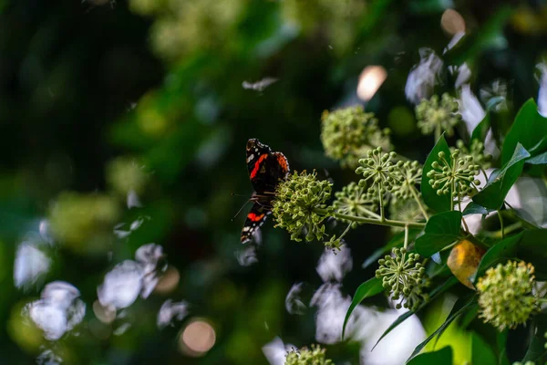 Beau Papillon Amiral Rouge Perché Sur Une Plante — Photo