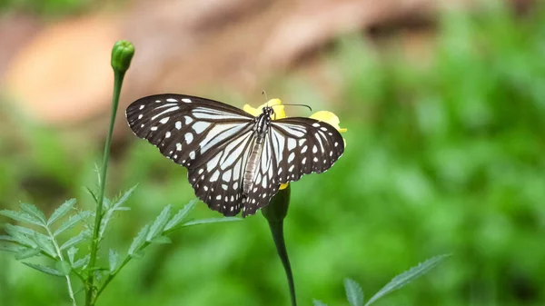 Красивая Темно Синяя Тигровая Бабочка Цветущем Цветке — стоковое фото