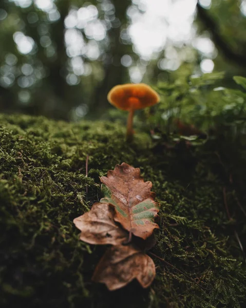 Ένα Μανιτάρι Πορτοκαλιού Που Φυτρώνει Στο Δάσος — Φωτογραφία Αρχείου