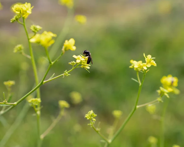 黄色花瓣上的虫子 — 图库照片