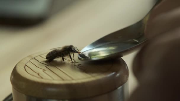 Primer Plano Una Mesa Madera Con Una Lupa — Vídeo de stock