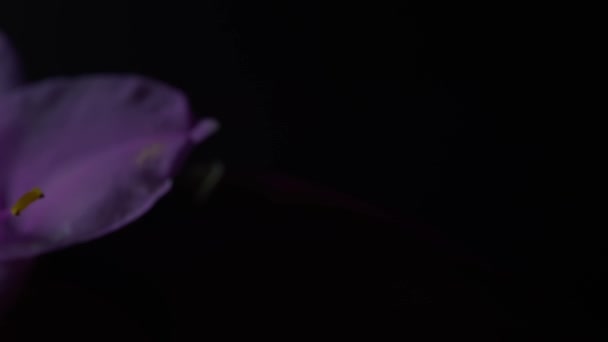 Фіолетова Квітка Саду — стокове відео