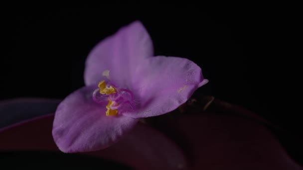 美丽的兰花 自然背景 — 图库视频影像