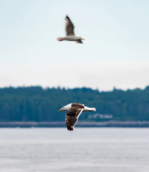 Gabbiani Sorvolano Lago Parco Nazionale Dell Acadia Maine — Foto Stock