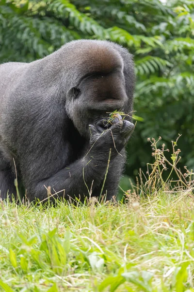 Eine Vertikale Aufnahme Eines Gorillas Der Pflanzen Auf Grünen Blättern — Stockfoto