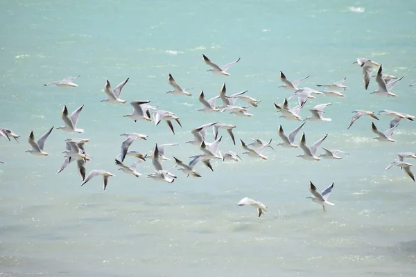 海鸥在水面上飞翔的美丽景象 — 图库照片