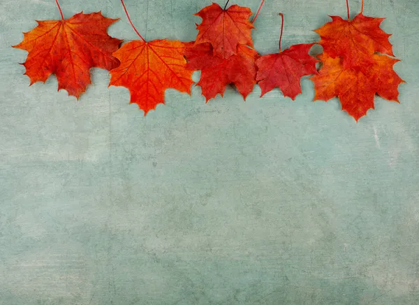 Outono Fundo Colorido Com Folhas Estilo Vintage Cores Queda Fundo — Fotografia de Stock