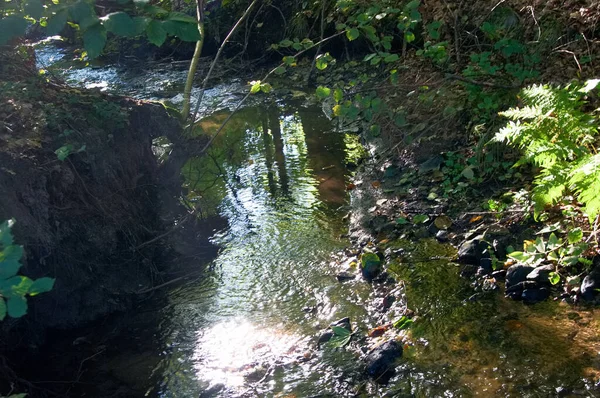 Ein Faszinierender Blick Auf Einen Fluss Der Von Bäumen Und — Stockfoto