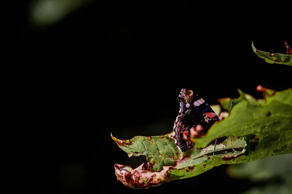 Egy Közeli Kép Egy Pillangóról Amint Egy Levélen Egy Sötét — Stock Fotó