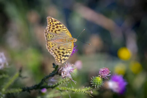 Eine Nahaufnahme Eines Dunkelgrünen Fritillars Auf Einer Distel Einem Feld — Stockfoto