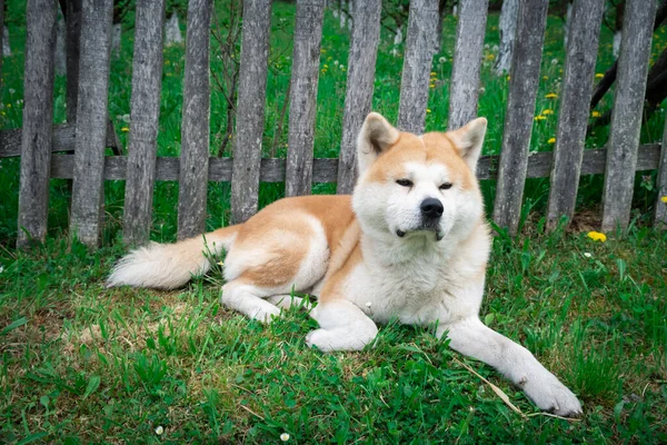 塀の前の草の上に座っている秋田犬 — ストック写真