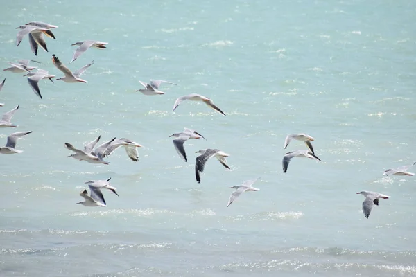 Een Prachtig Uitzicht Meeuwen Die Het Water Vliegen — Stockfoto