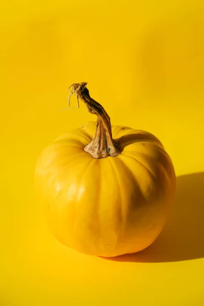 Disparo Vertical Una Calabaza Bajo Las Luces Sobre Fondo Amarillo — Foto de Stock