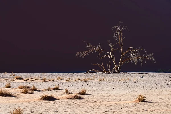 Een Kale Boom Hoogste Zandduin Namibië Een Zonnige Dag — Stockfoto
