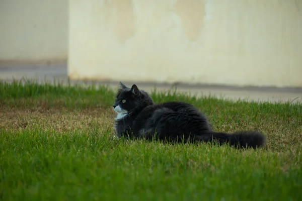 Hermoso Tiro Gato Blanco Negro Sentado Hierba Con Una Casa —  Fotos de Stock