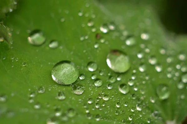 Una Macro Toma Gotitas Agua Superficie Hoja Verde — Foto de Stock