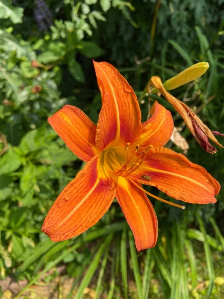 Közelkép Egy Virágzó Gyönyörű Narancssárga Napról Liliom Virág — Stock Fotó