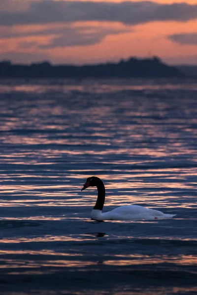 Güzel Bir Kuğu Manzarası Dalgalı Denizde Gün Batımının Altında Parıldıyor — Stok fotoğraf