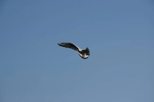 Primer Plano Una Pequeña Gaviota Volando Bajo Pacífico Cielo Despejado —  Fotos de Stock