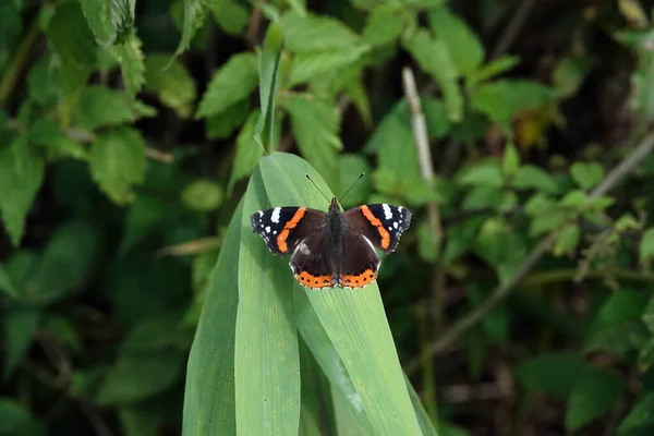 Zbliżenie Ujęcie Czerwonego Admirała Motyla Roślinie Ogrodzie Zielonym Tle — Zdjęcie stockowe