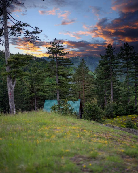 Het Bos Bij Zonsondergang — Stockfoto