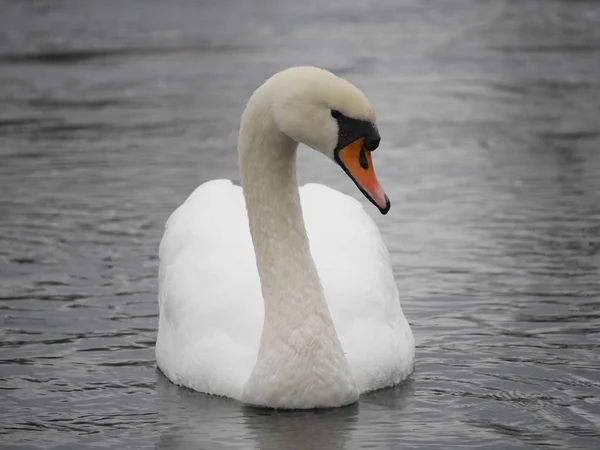 Selective White Swan Wading Pond — Stock Photo, Image