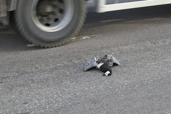 一只死了的藤壶鹅躺在街上 — 图库照片