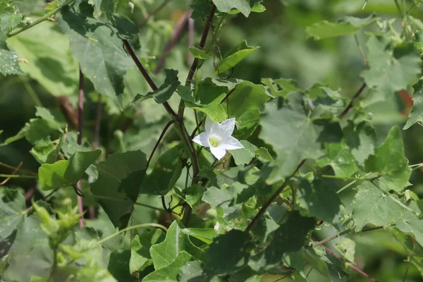 Tiro Close Uma Flor Cabaça Hera Branca Folhas Jardim — Fotografia de Stock