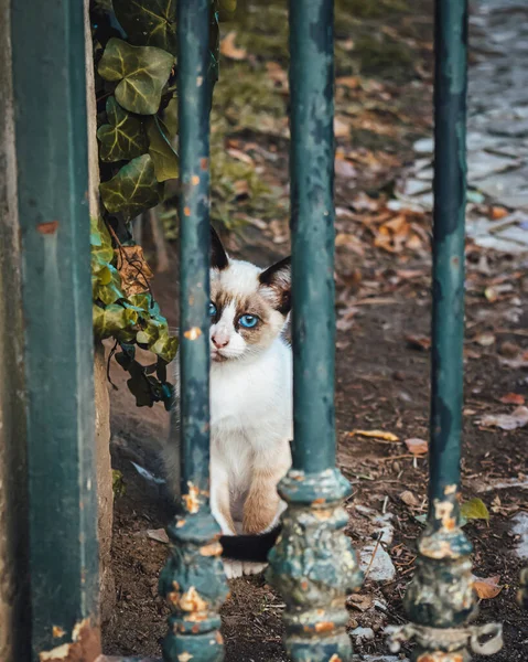 Selektiv Söt Kattunge Bakom Räcken Park — Stockfoto