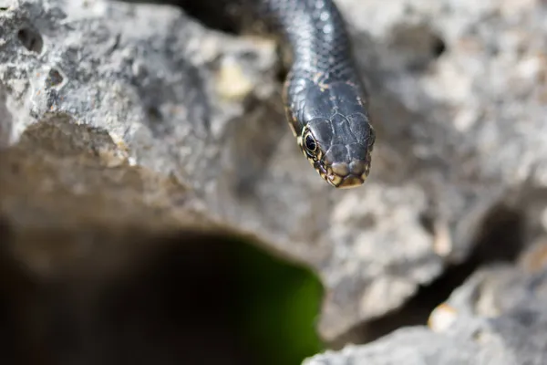 Close Macro Shot Face Head Adult Black Western Whip Snake — Fotografia de Stock