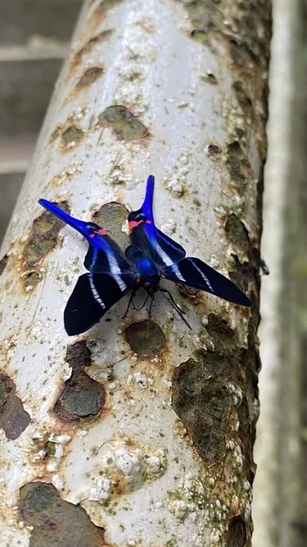 Closeup Shot Rhetus Periander Butterfly — Stock Photo, Image