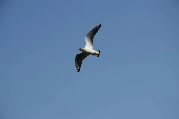 Gros Plan Une Petite Mouette Volant Sous Ciel Bleu Paisible — Photo