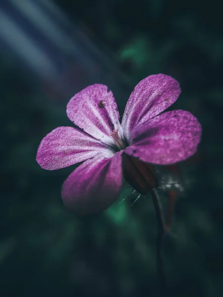 Primer Plano Una Flor Púrpura Parque — Foto de Stock
