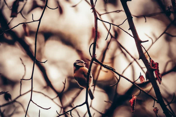 Крупный План Красивой Птицы Сидящей Ветке Дерева — стоковое фото