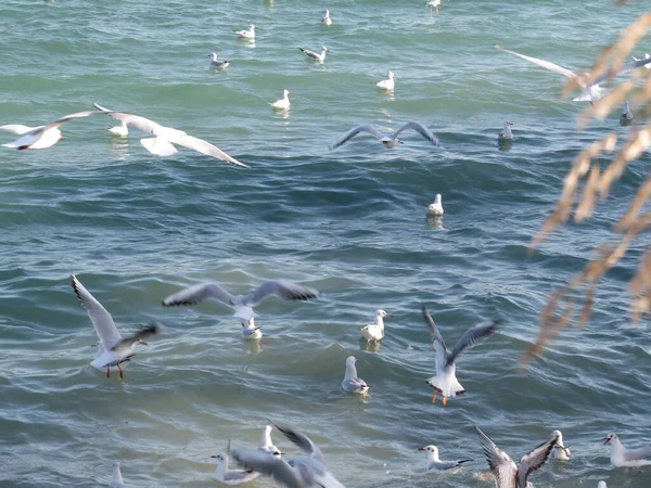 Een Prachtig Uitzicht Meeuwen Die Het Water Vliegen — Stockfoto