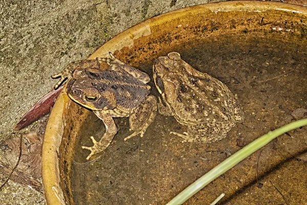 Sapos Cana Prato Água Esses Animais Induzidos São Uma Grande — Fotografia de Stock