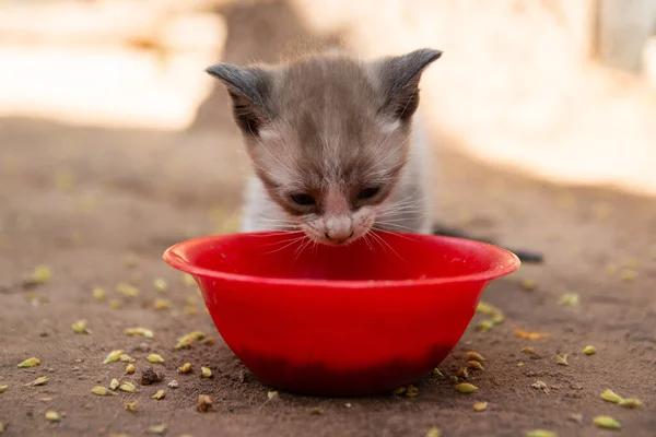 Close Gatinho Peludo Adorável Comendo Alimentos Tigela Plástico Chão — Fotografia de Stock