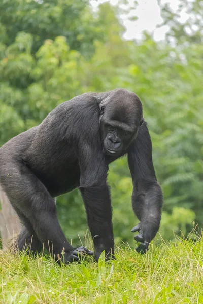 Tiro Vertical Gorila Andando Sobre Fundo Folhas Verdes — Fotografia de Stock