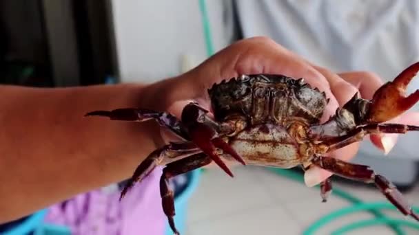 Gros Plans Crabe Dans Les Mains Des Hommes — Video